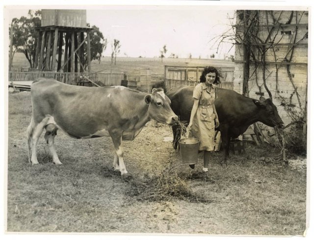 Betty Browning Milking Cows at Singleton Native Workers Training College c1950. SLNSW